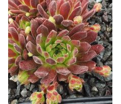 Sempervivum LIPSTICK