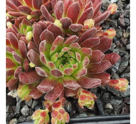 Sempervivum LIPSTICK