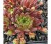 Sempervivum LIPSTICK