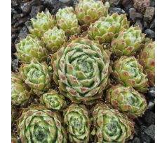 Sempervivum KOSMODIO