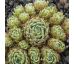 Sempervivum KOSMODIO