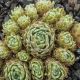 Sempervivum KOSMODIO