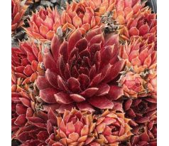 Sempervivum LEE