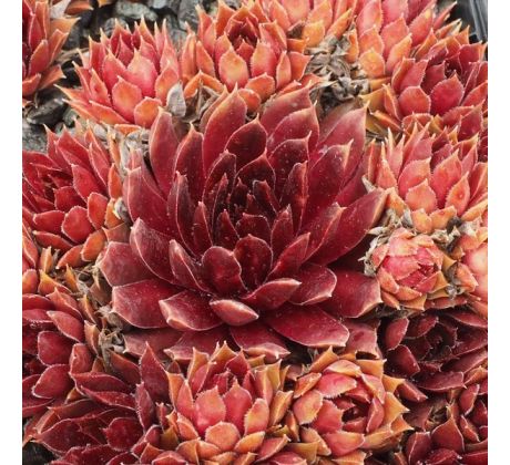 Sempervivum LEE