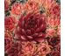 Sempervivum LEE