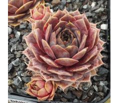 Sempervivum CYRHAM