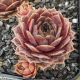 Sempervivum CYRHAM