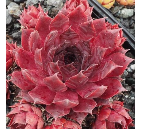 Sempervivum DE KARDIJK
