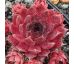 Sempervivum DE KARDIJK