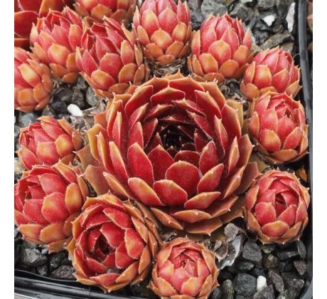 Sempervivum DEEP FIRE