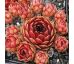 Sempervivum DEEP FIRE