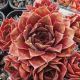 Sempervivum DIANE