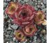sempervivum BLUE BALOU