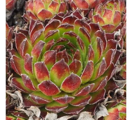 Sempervivum PURDYS