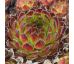 Sempervivum PURDYS