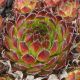 Sempervivum PURDYS
