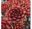 Sempervivum FIERY FURNESS