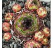 Sempervivum GWENDOLYN