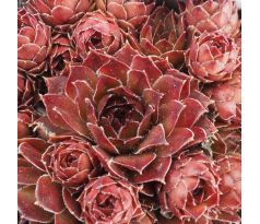 Sempervivum GOLLUM