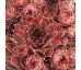 Sempervivum GOLLUM