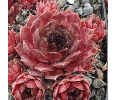 Sempervivum GOLIATH