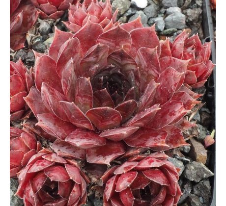 Sempervivum GOLIATH