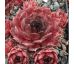 Sempervivum GOLIATH