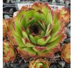 Sempervivum GUNTHER