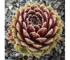 Sempervivum HAULLAUER`S SEEDLING