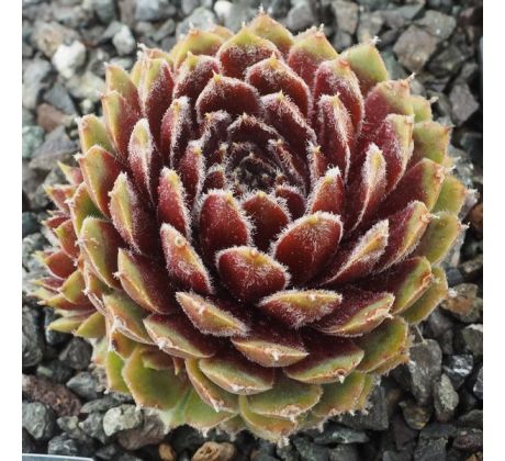 Sempervivum HAULLAUER`S SEEDLING