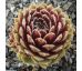Sempervivum HAULLAUER`S SEEDLING