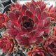 Sempervivum BURNING HEART
