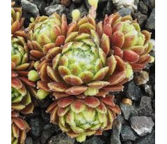 Sempervivum GREEN HILL