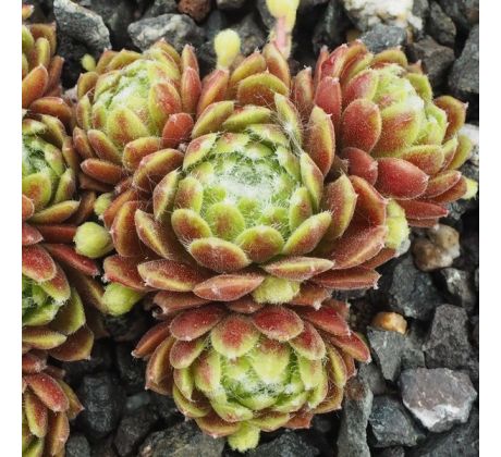 Sempervivum GREEN HILL