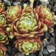 Sempervivum GREEN HILL