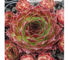 Sempervivum KATMAI