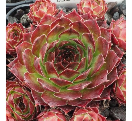 Sempervivum KATMAI