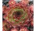 Sempervivum KATMAI