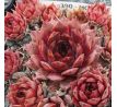 Sempervivum HOPI