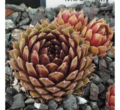 Sempervivum HAVENDIJKS MOUNTAIN