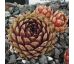 Sempervivum HAVENDIJKS MOUNTAIN
