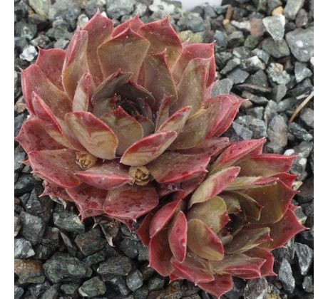 Sempervivum ANDINN PYRO