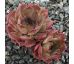 Sempervivum ANDINN PYRO