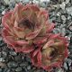 Sempervivum ANDINN PYRO