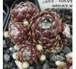 Sempervivum HAVENDIJKS MILKY WAY