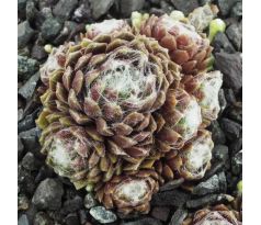 Sempervivum CHRISTEL