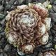 Sempervivum CHRISTEL