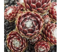 Sempervivum SILKEN THREADS