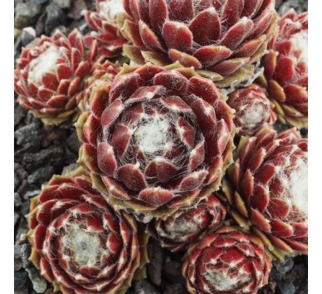 Sempervivum SILKEN THREADS