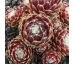 Sempervivum SILKEN THREADS